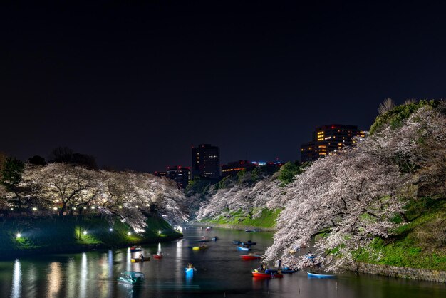 Foto flores de cerezo en flor en la temporada de primavera alrededor del parque tokyo chidorigafuchi por la noche