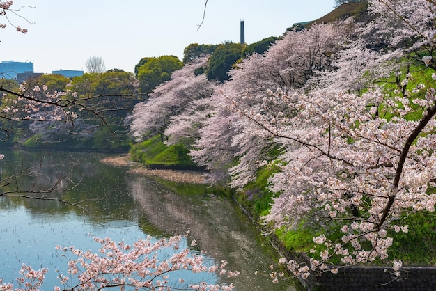 Flores de cerezo en flor en la temporada de primavera alrededor del parque Tokyo Chidorigafuchi