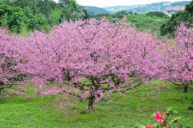 Flores de cerezo en flor