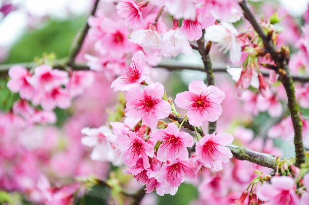 Flores de cerezo en flor