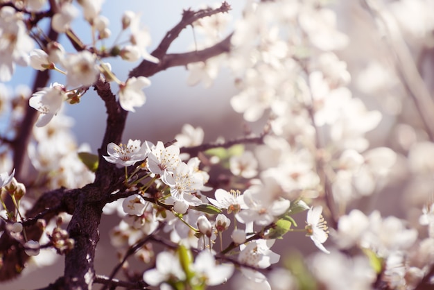 Flores de cerezo flores blancas de primavera primer enfoque suave fondo estacional de primavera