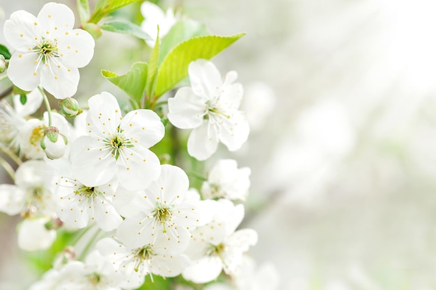 Flores de cerezo, flores blancas sobre un fondo borroso con rayos de sol