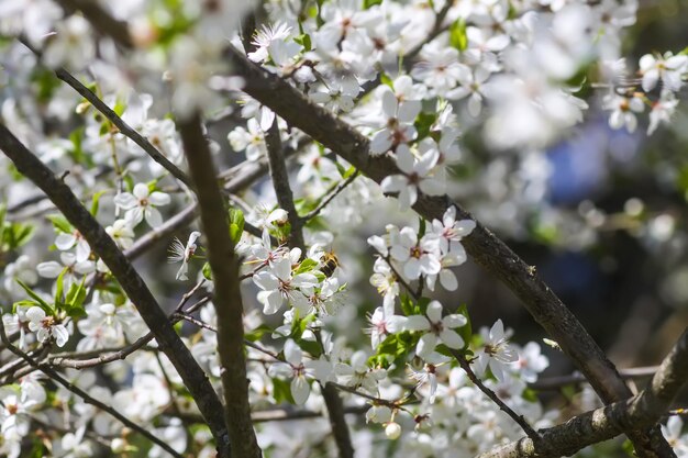 Flores del cerezo Flores de primavera en un día soleado