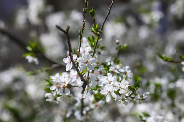 Flores del cerezo Flores de primavera en un día soleado