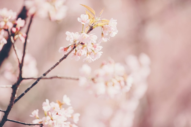 Flores de cerezo, flores de sakura en estilo vintage de fondo rosa