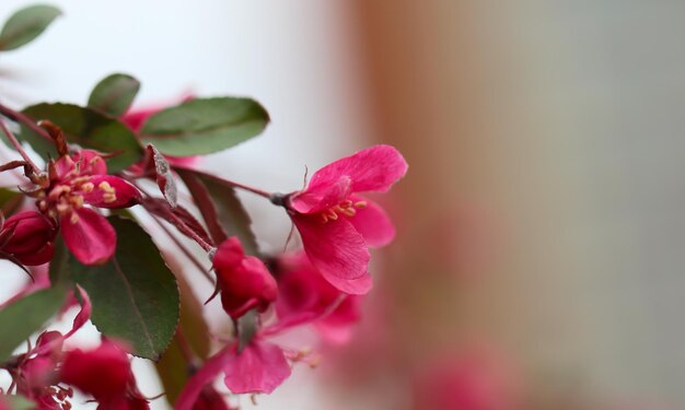 las flores de cerezo en un fondo borroso de gran formato Banner de flores con espacio de copia para texto