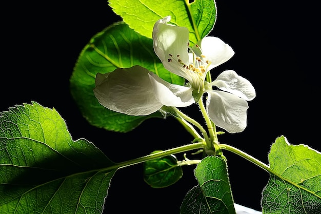 flores de cerezo de fondo de primavera, hermosa naturaleza fondo borroso flores de abril en un árbol