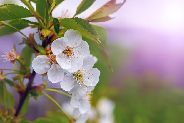 Flores de cerezo con gotas de lluvia en el árbol sobre fondo borroso