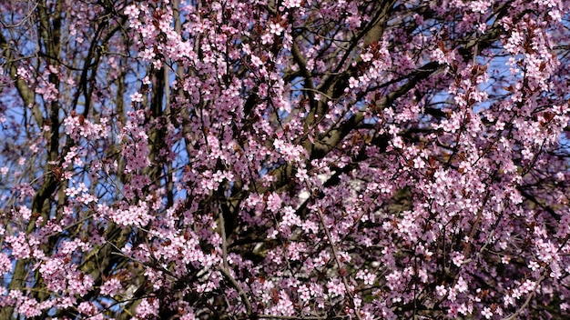 Foto las flores de cerezo en un hermoso día de primavera