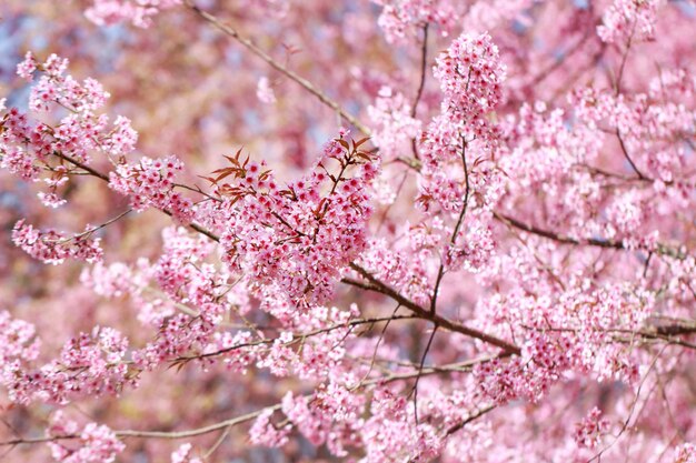 Flores de cerezo del Himalaya silvestre en la temporada de primavera (Prunus cerasoides), Sakura en Tailandia, enfoque selectivo