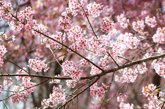 Flores de cerezo del Himalaya silvestre en la temporada de primavera (Prunus cerasoides), Sakura en Tailandia