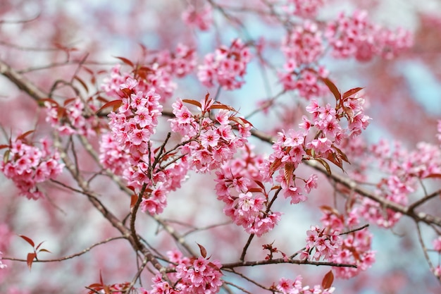 Flores de cerezo del Himalaya silvestre en la temporada de primavera