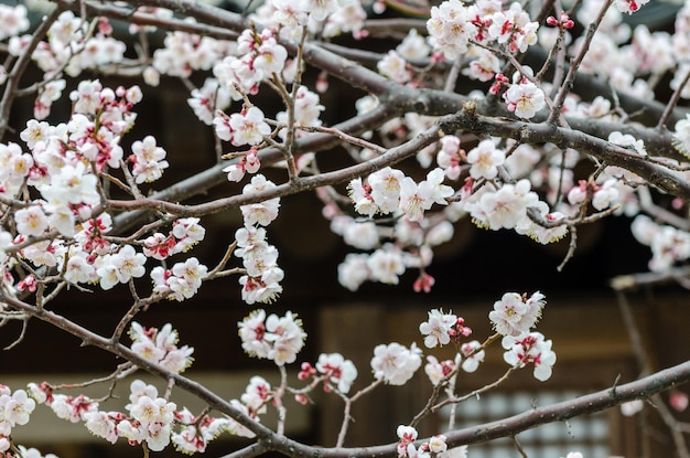 Flores de cerezo en un jardín en Seúl Corea del Sur