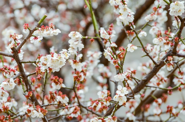 Flores de cerezo en un jardín en Seúl Corea del Sur