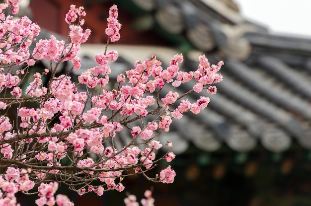 Flores de cerezo en un jardín en Seúl Corea del Sur