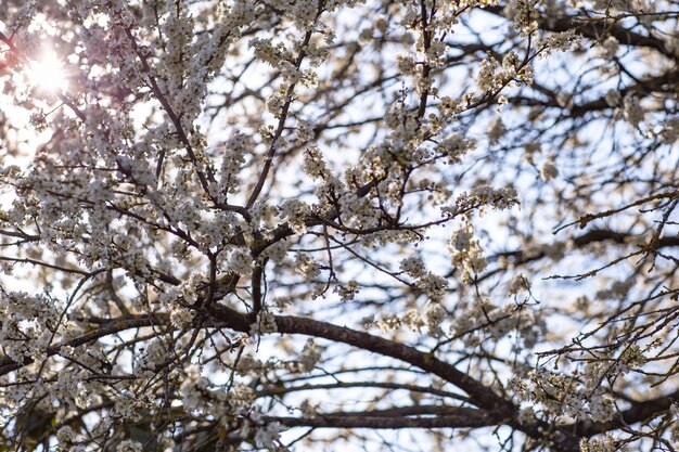 flores de cerezo en el jardín en el sol