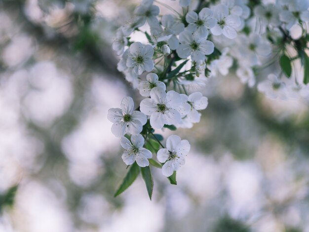 Flores de cerezo en mayo. Fondo de flores de primavera