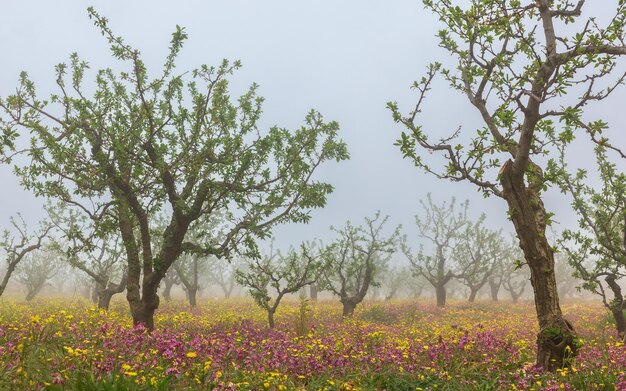 Flores de cerezo en la niebla de la mañana