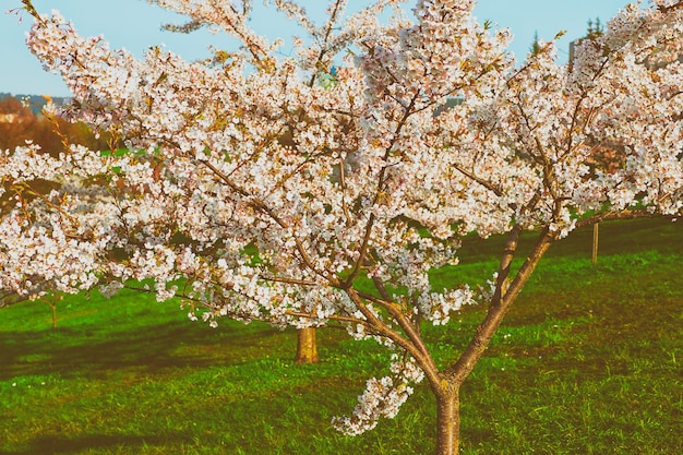 Las flores de cerezo o sakura florecen en el jardín de primavera sobre fondo natural