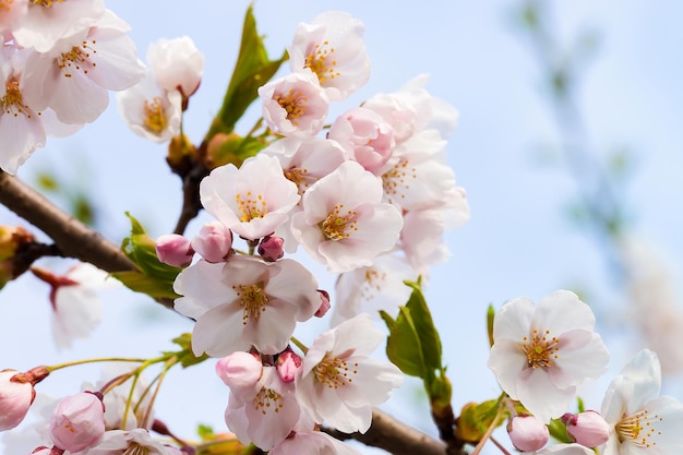 Las flores de cerezo o sakura florecen en primavera sobre fondo azul natural