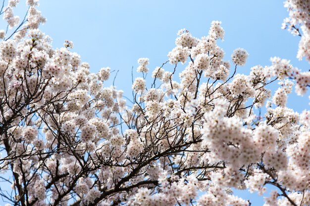 Flores de cerezo o Sakura en el lago Kawaguchiko