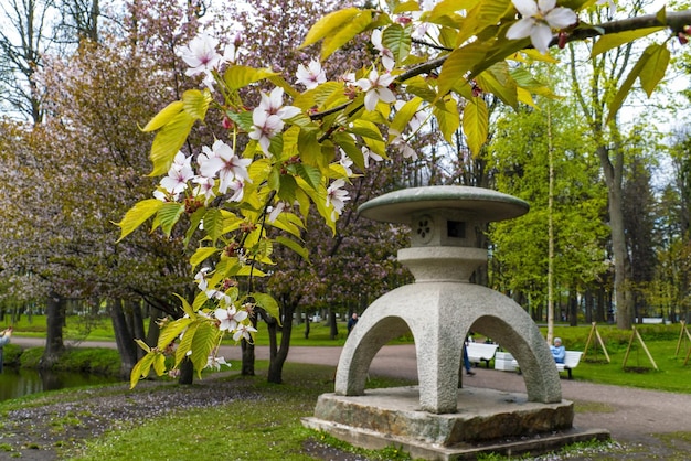 Flores de cerezo en la orilla del lago en el parque