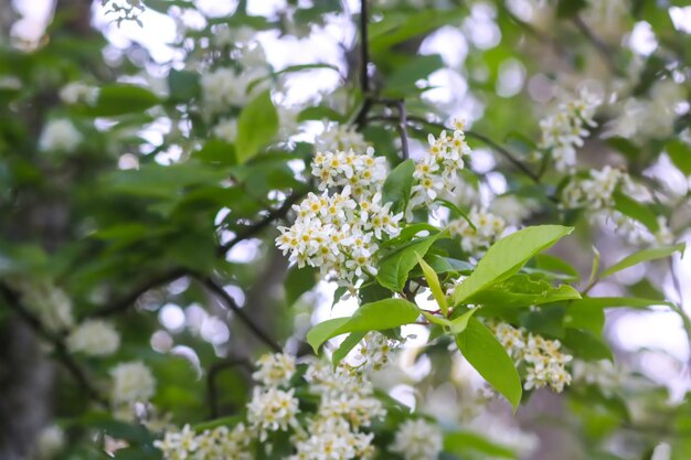 Flores de cerezo de pájaro blanco en el parque de primavera Hermoso fondo de naturaleza Primavera en el campo