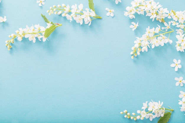 Flores de cerezo de pájaro sobre papel