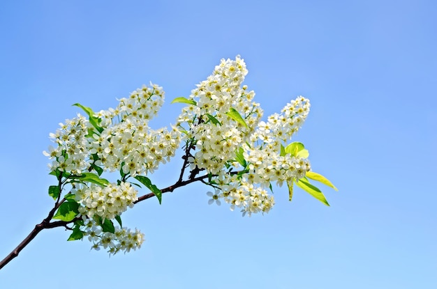 Flores de cerezo de pájaro