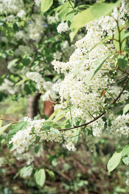 Flores de cerezo de pájaro