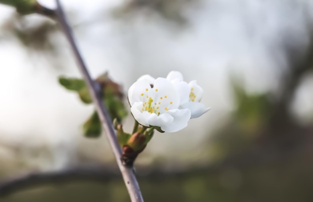 Flores de cerezo en el parque de primavera Hermosas ramas de árboles con flores blancas en la cálida luz del atardecer