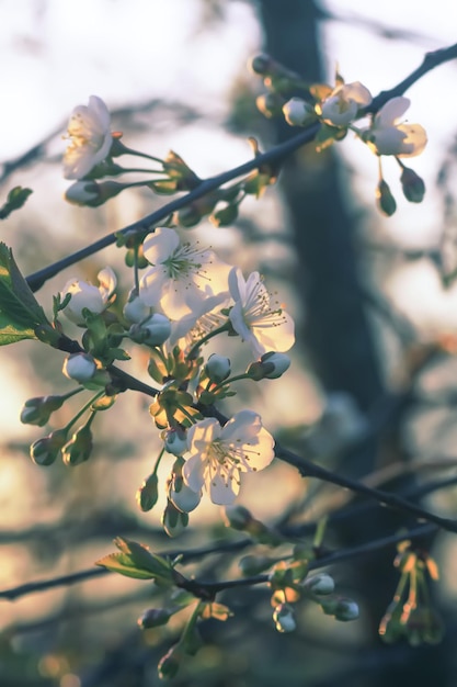 Flores de cerezo en el parque de primavera Hermosas ramas de árboles con flores blancas en la cálida luz del atardecer