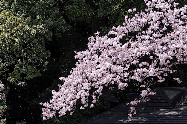 Foto flores de cerezo en el parque