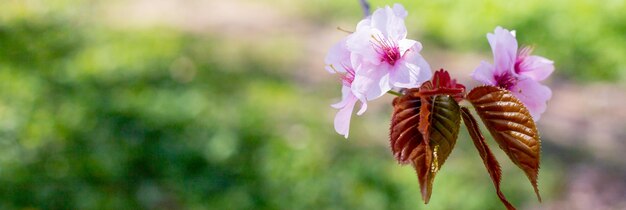 Flores de cerezo con pétalos blancos en primavera en un día soleadoPrimer plano de ramas de árboles de flor de cerezo rosa rama de flores de sakura