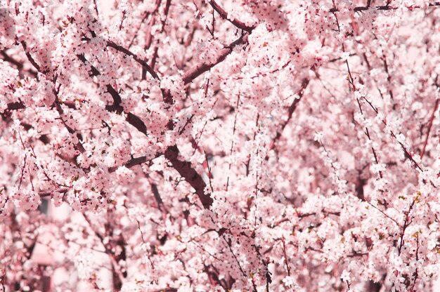 Flores de cerezo con pétalos blancos y rosas Flores como sakura sobre fondo rosa borroso Foto de nueva vida para el Día de la Tierra el 22 de abril