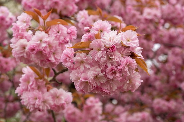 Flores de cerezo con pétalos de rosa en primavera en un día soleado Fondo floral de primavera de Sakura Muchas flores
