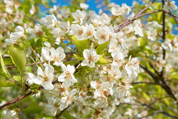 Flores de cerezo de primavera blanca con cielo azul