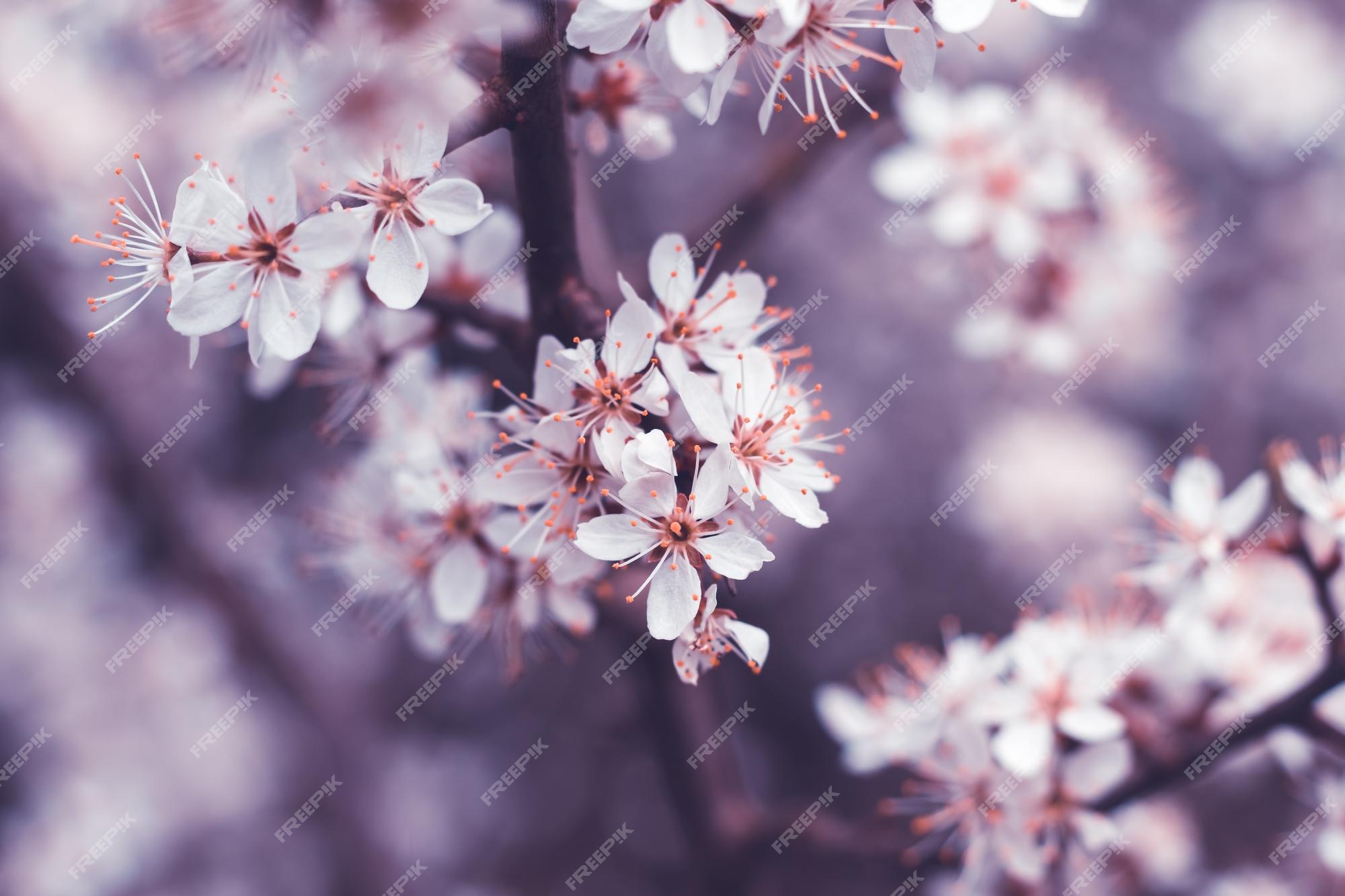 Top 96+ imagen fondos de pantalla de flores de cerezo 
