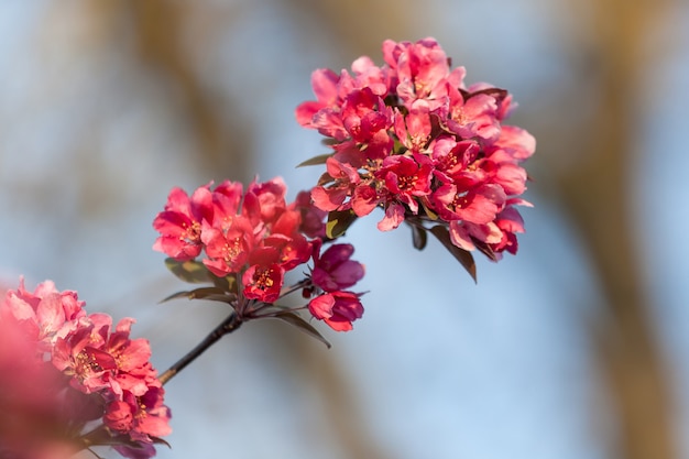 Flores de cerezo de primavera, flores de color rosa.