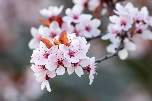 Flores de cerezo de primavera flores rosadas