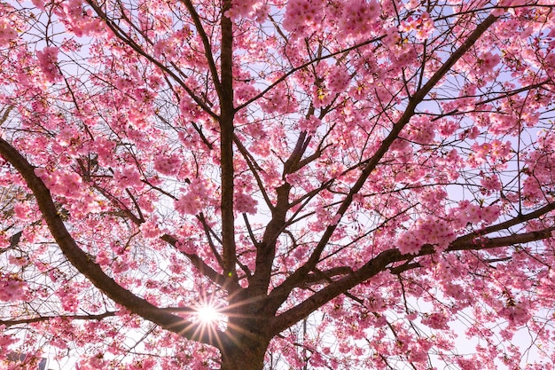 Flores de cerezo de primavera, flores rosas en las ramas de los árboles. Concepto de primavera, rayos de sol de naturaleza primaveral