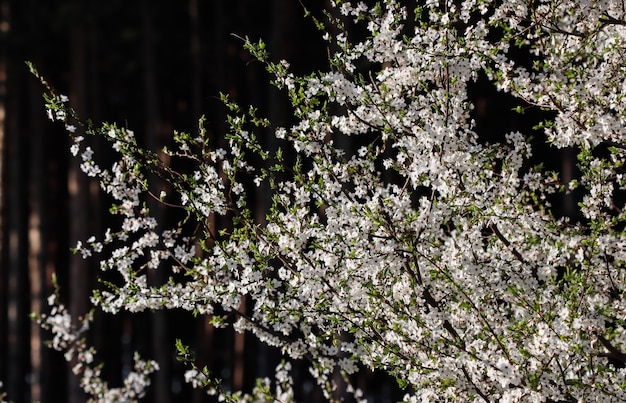 Flores de cerezo en primavera hermosas flores blancas contra el bosque oscuro