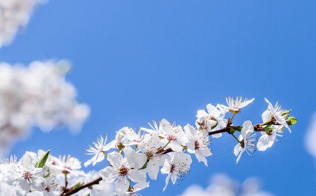 Flores de cerezo en primavera hermosas flores blancas contra el cielo azul