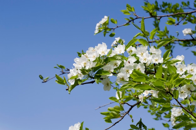 Flores de cerezo de primavera