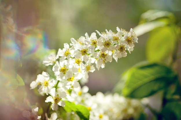 Flores de cerezo en primavera