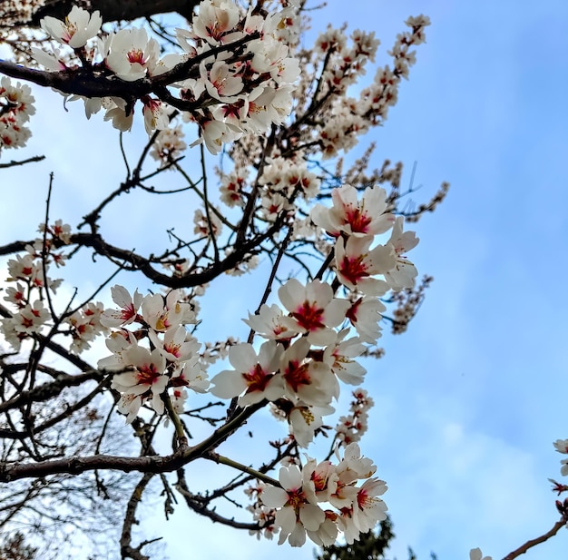 Flores de cerezo en primavera