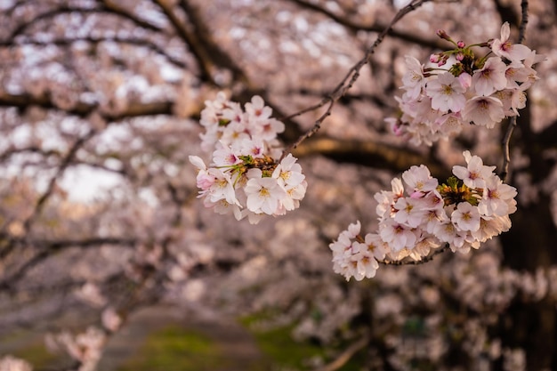 Flores de cerezo en primavera