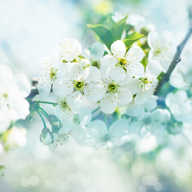 flores de cerezo en primavera