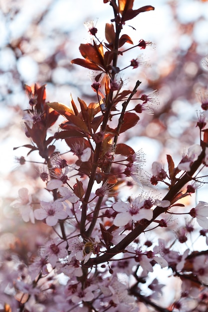 Flores de cerezo de primavera