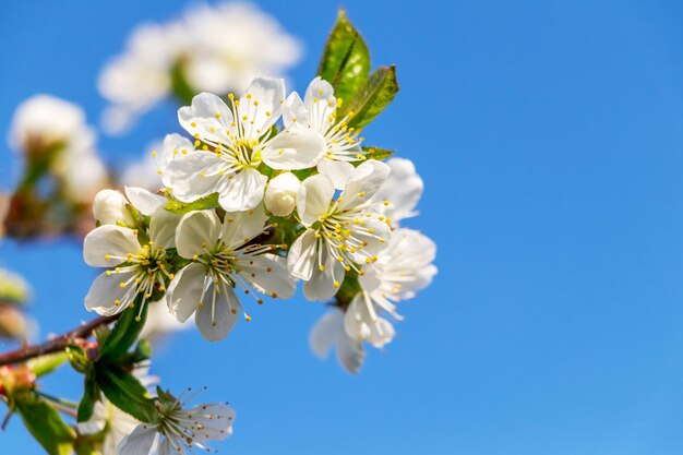 Flores de cerezo Rama de cerezo con flores blancas sobre el fondo del cielo azul